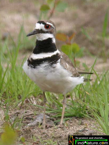 Killdeer