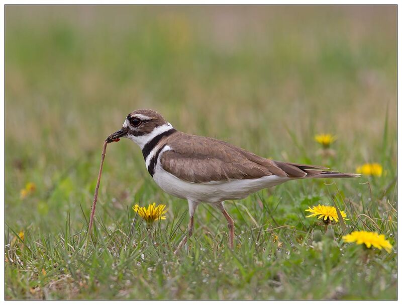 Killdeeradult, feeding habits, Behaviour