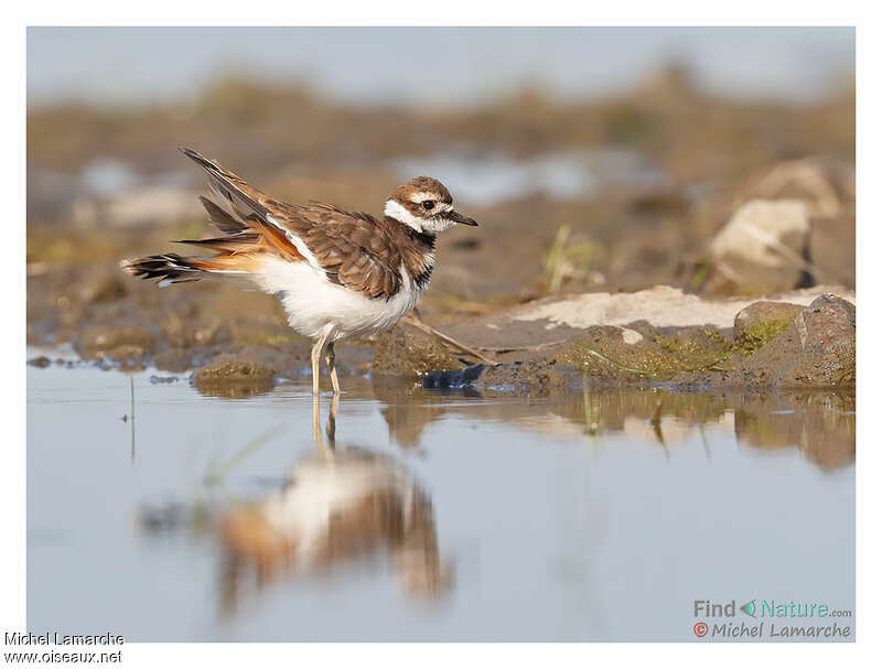 Killdeer female adult breeding, identification, pigmentation, Behaviour