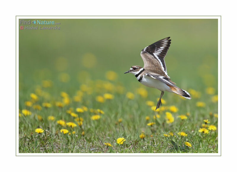 Killdeer, Flight