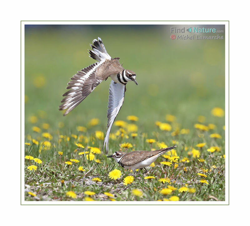 Killdeer, Flight