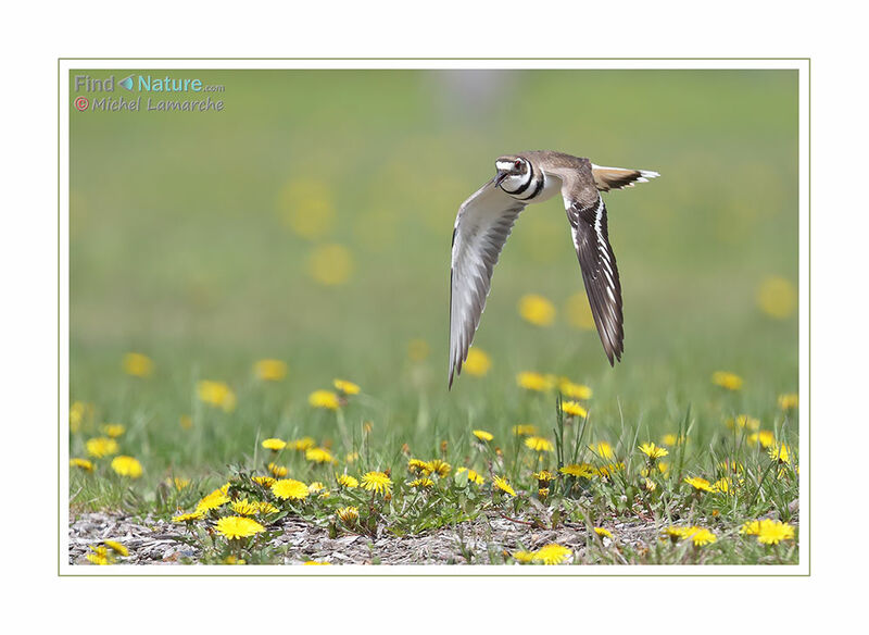 Killdeer, Flight