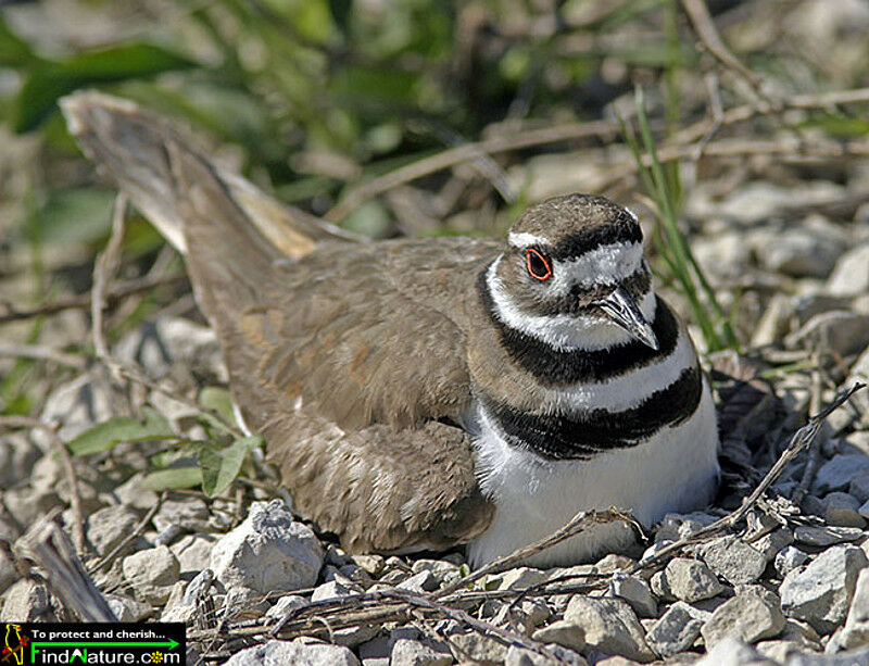 Killdeer