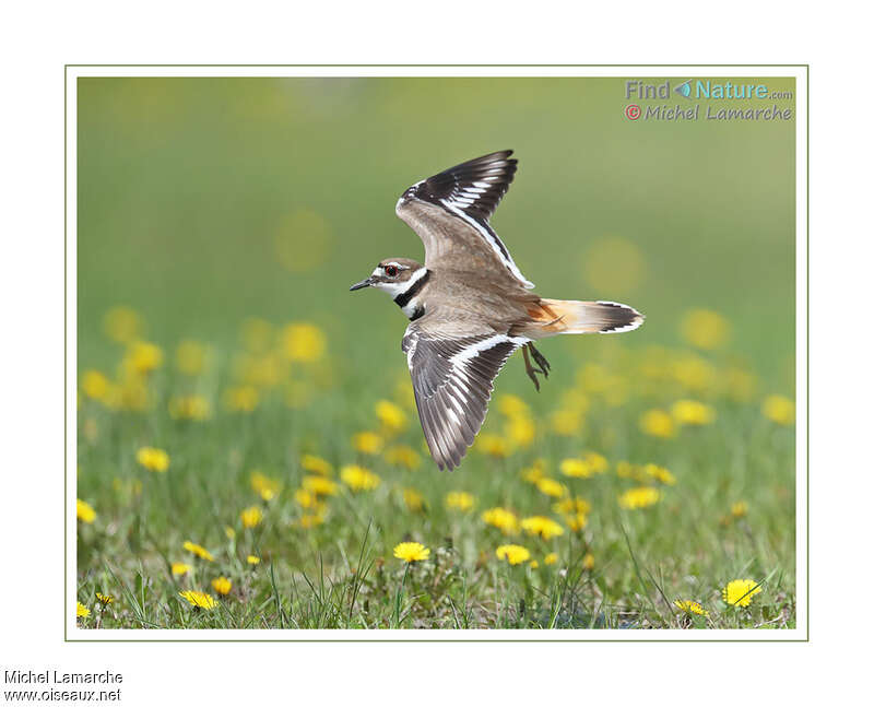 Killdeeradult, pigmentation, Flight