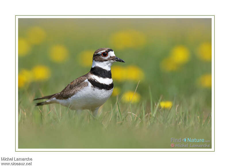 Killdeer male adult breeding, close-up portrait