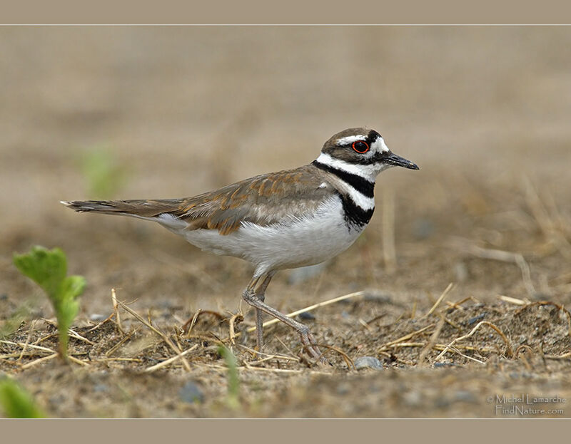 Killdeer