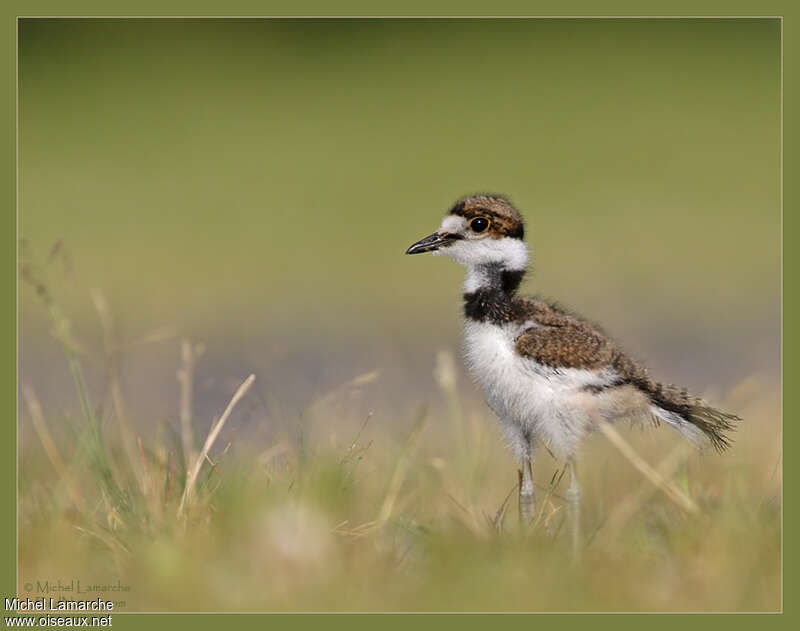 KilldeerPoussin, identification