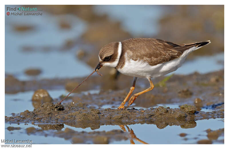 Semipalmated Ploveradult breeding, feeding habits, Behaviour