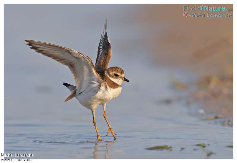 Semipalmated Ploveradult post breeding, Flight