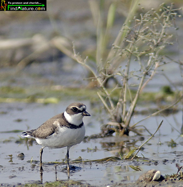 Semipalmated Plover