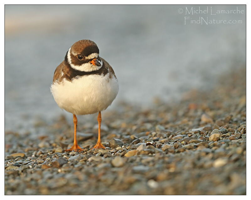 Semipalmated Plover