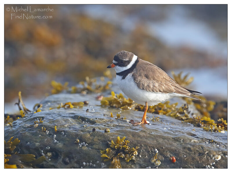 Semipalmated Plover