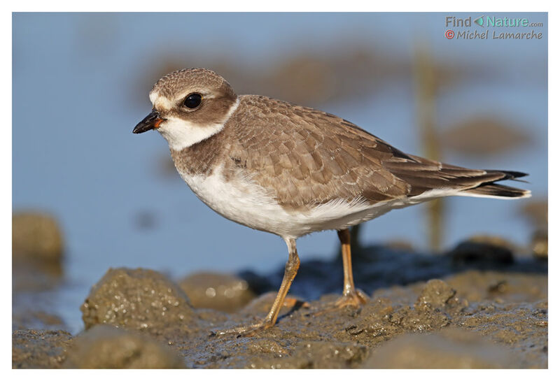 Semipalmated Plover