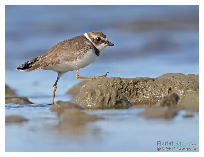 Semipalmated Plover