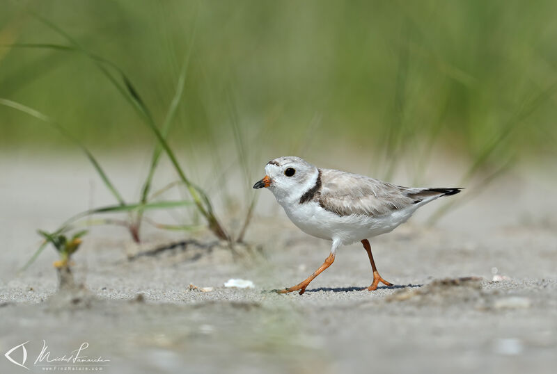 Piping Plover