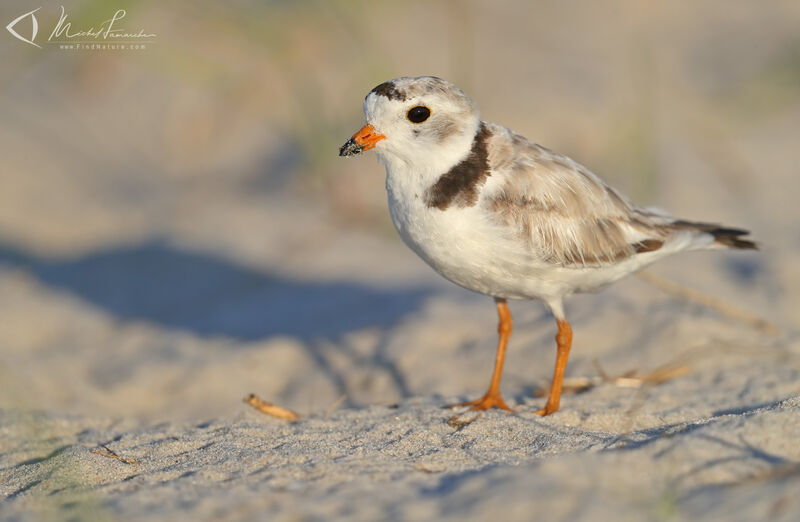 Piping Ploveradult