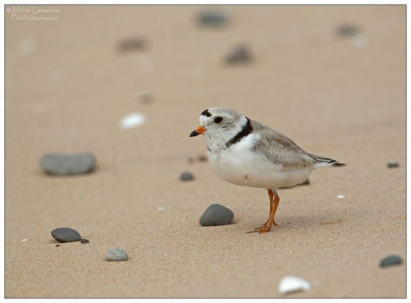 Piping Plover