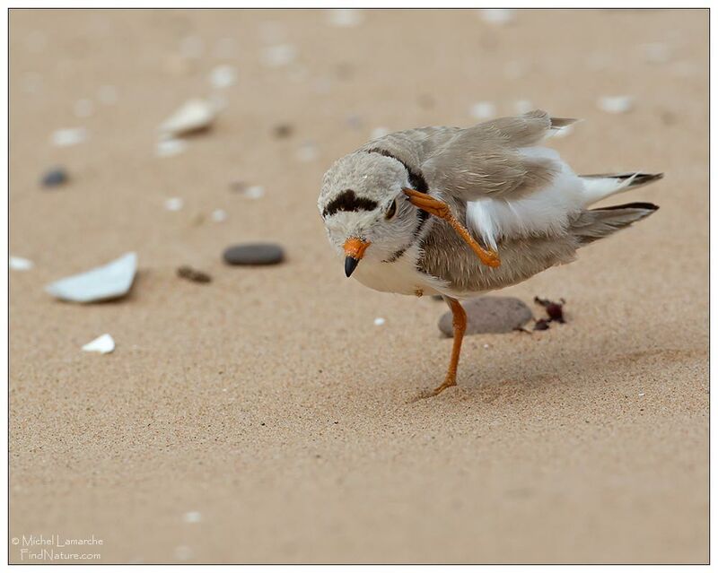 Piping Ploveradult