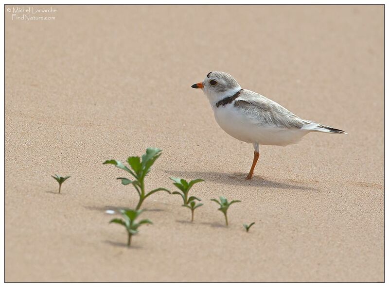 Piping Plover