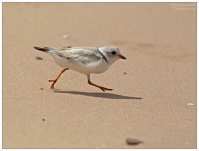 Piping Ploveradult