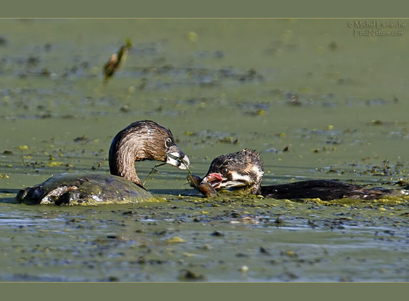 Pied-billed Grebe