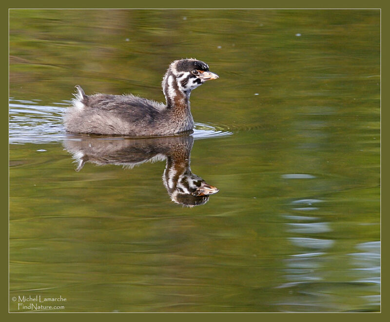 Grèbe à bec bigarréjuvénile, identification