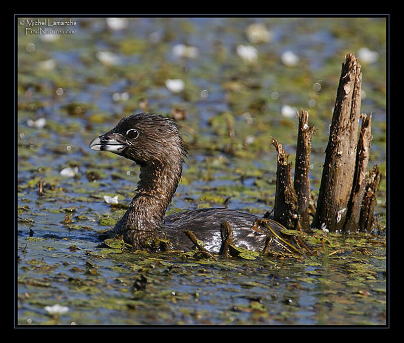 Pied-billed Grebe