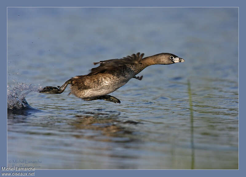 Pied-billed Grebeadult, Flight, walking