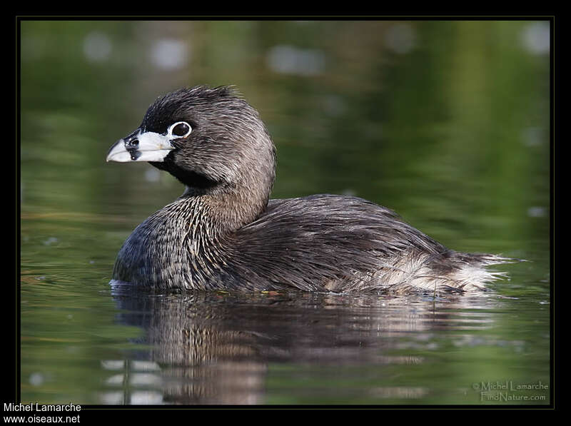 Pied-billed Grebeadult breeding, identification