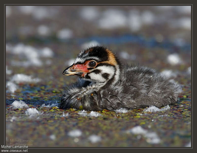 Pied-billed GrebePoussin, identification