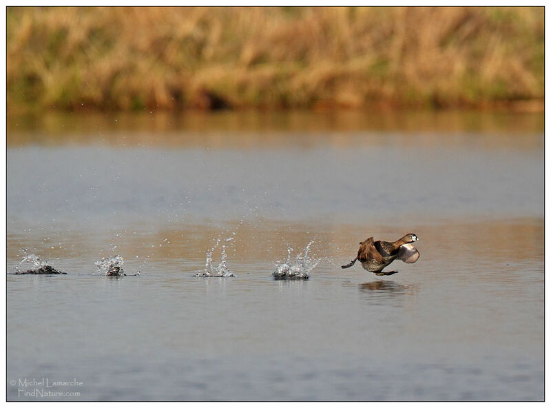 Pied-billed Grebe