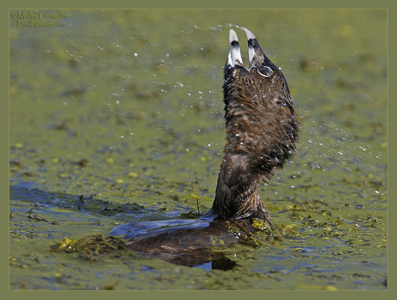 Pied-billed Grebe