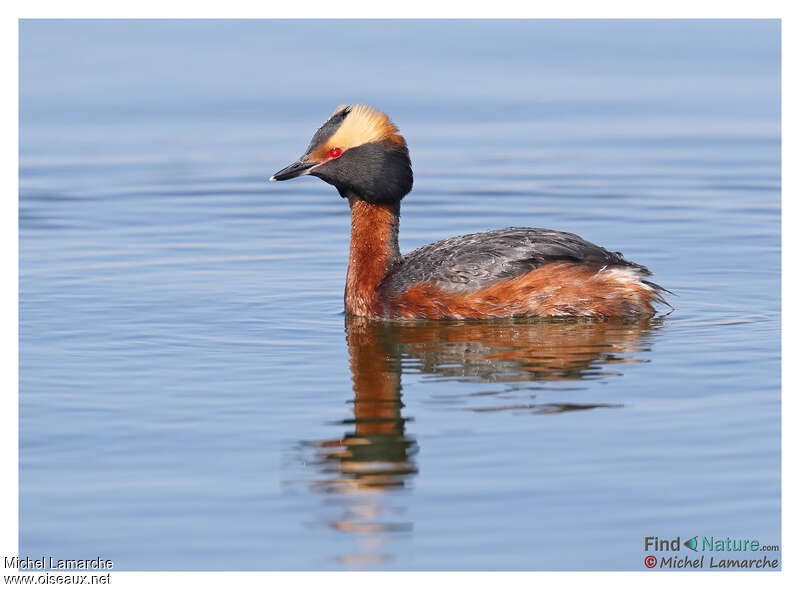 Horned Grebeadult breeding, identification