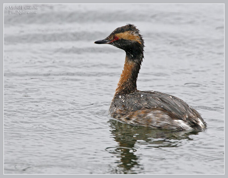 Horned Grebeadult breeding