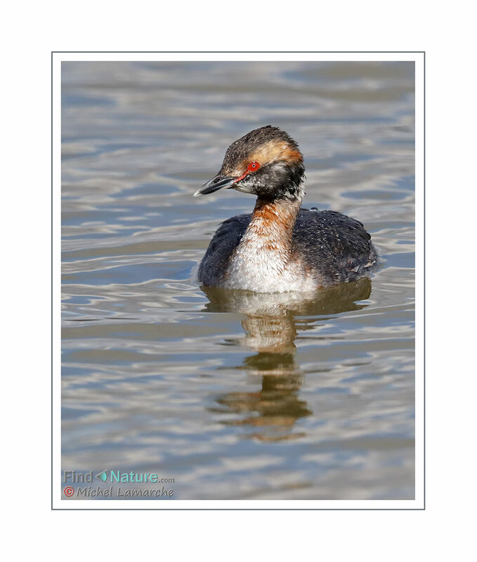 Horned Grebe male