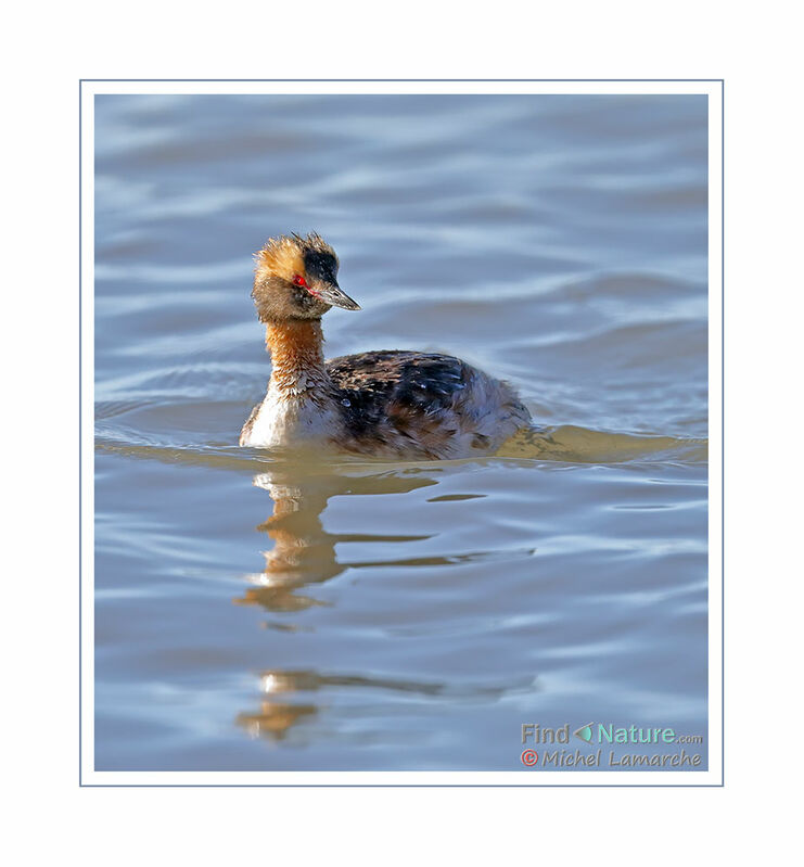 Horned Grebe