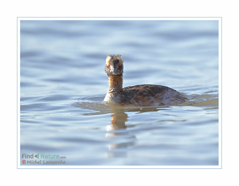 Horned Grebe