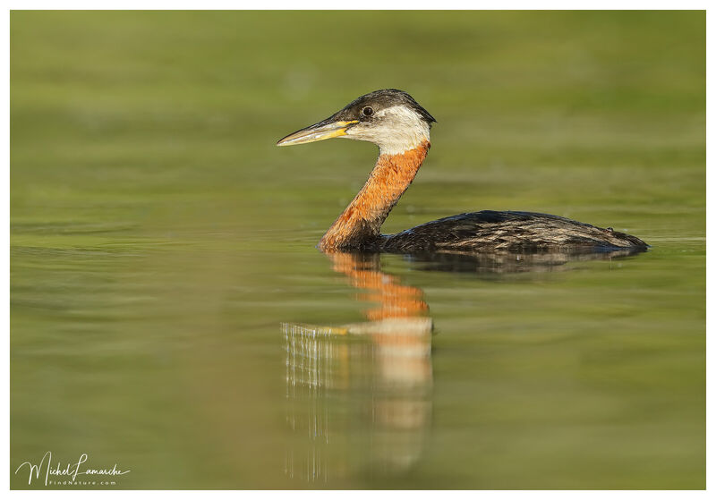 Red-necked Grebe