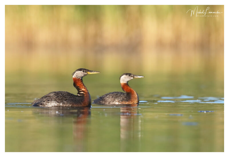 Red-necked Grebe