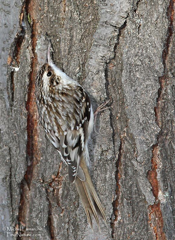 Brown Creeper