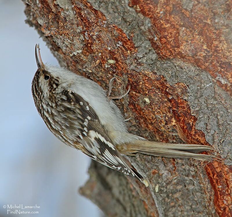 Brown Creeper