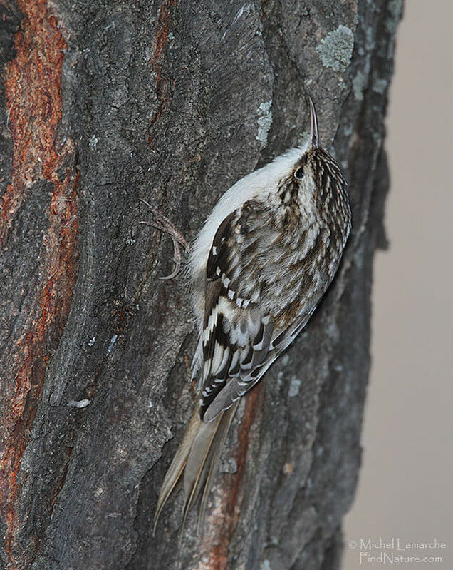 Brown Creeper