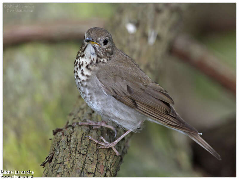 Grey-cheeked Thrushadult, close-up portrait