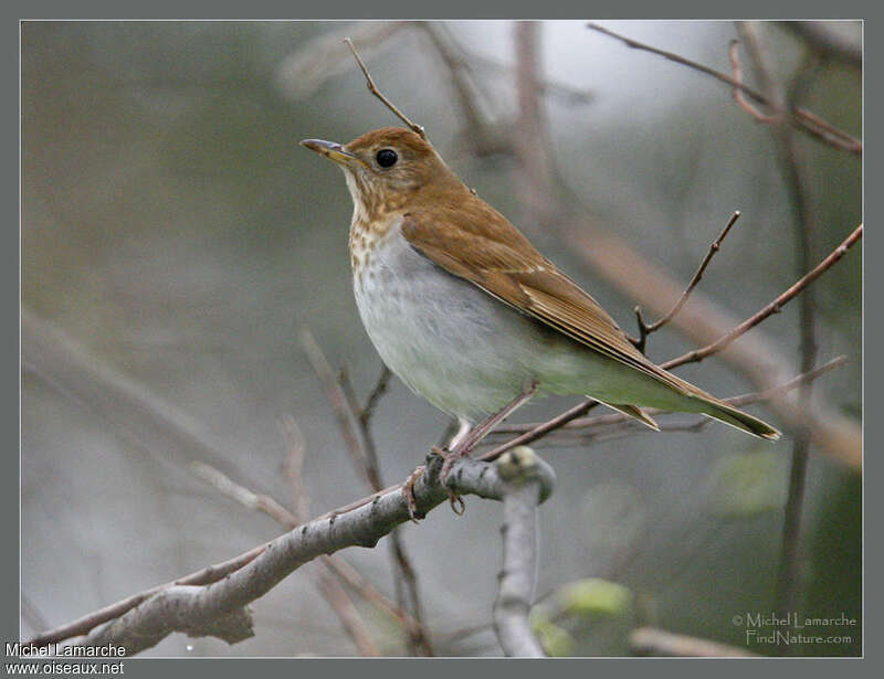 Grive fauve, identification