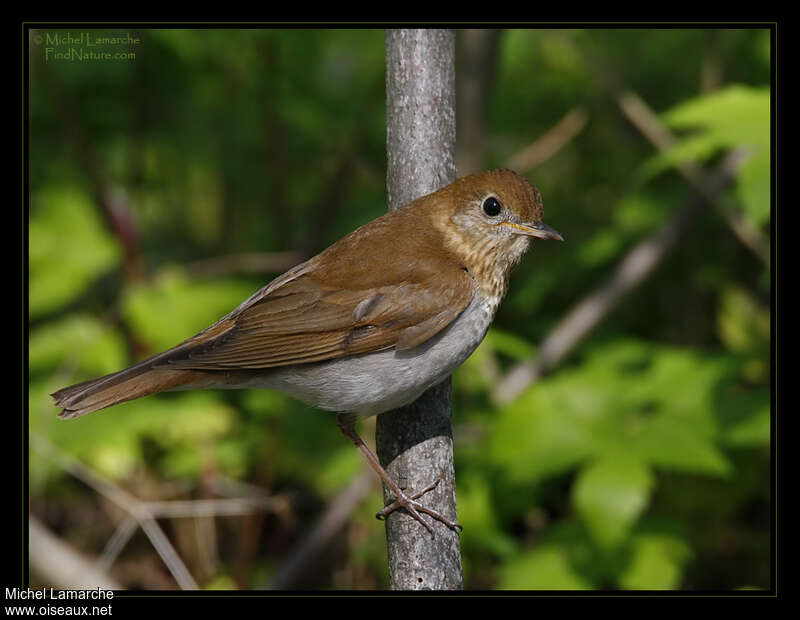 Grive fauveadulte, identification