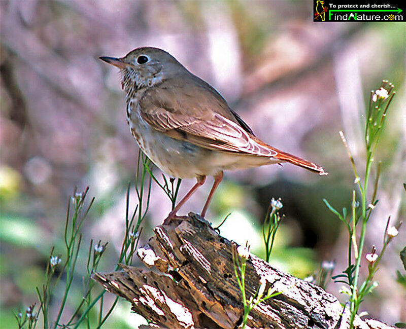 Hermit Thrush