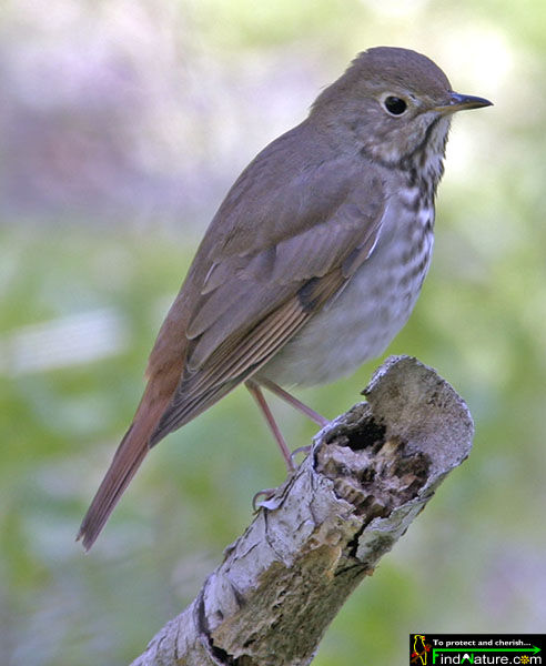 Hermit Thrush