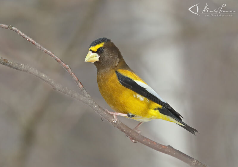 Evening Grosbeak male adult