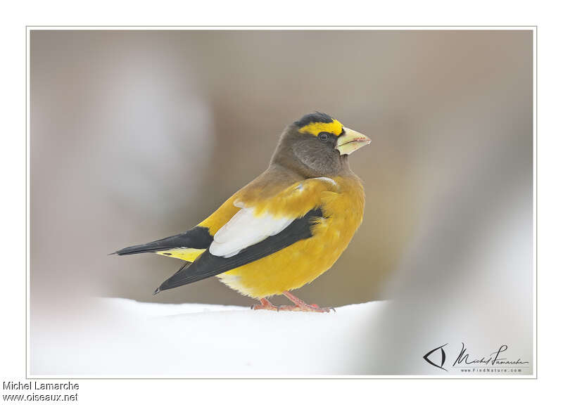 Evening Grosbeak male adult, identification