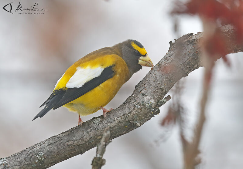 Evening Grosbeak male adult